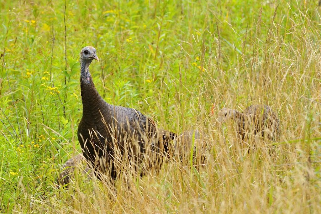 Wild Turkey female adult, Reproduction-nesting