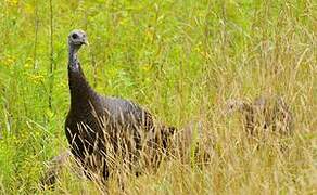 Wild Turkey
