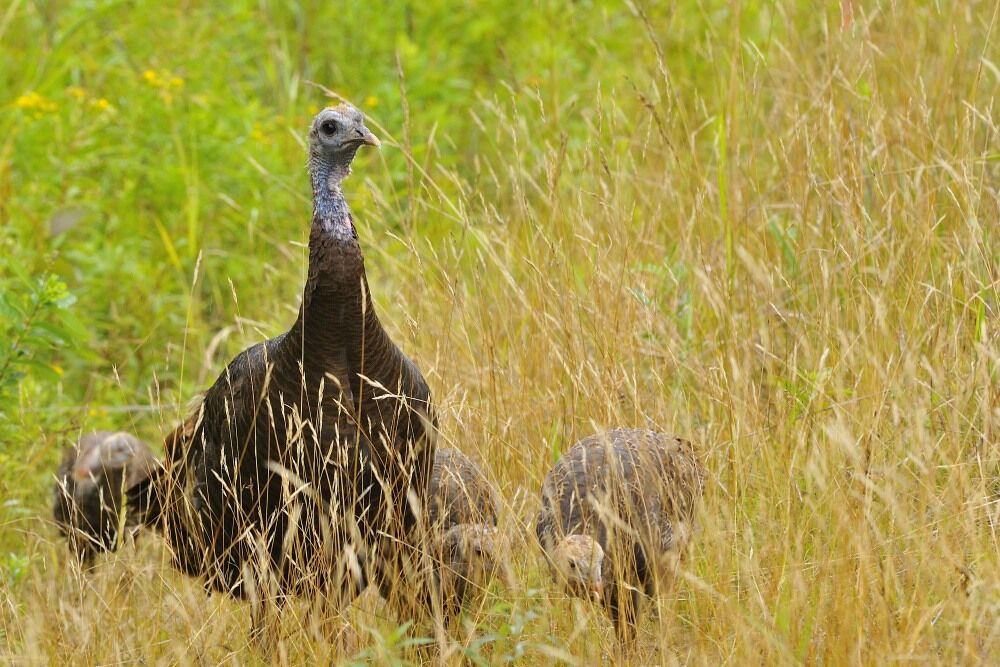 Wild Turkey female adult, Reproduction-nesting