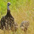 Dindon sauvage