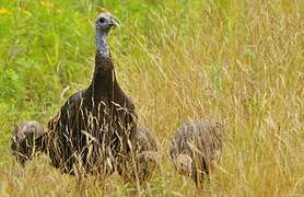 Wild Turkey