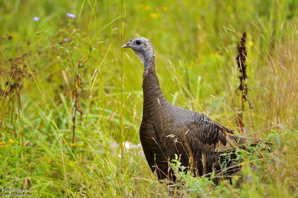 Wild Turkey female adult breeding, close-up portrait, Reproduction-nesting