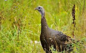 Wild Turkey