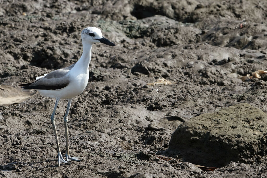 Drome ardéoleimmature