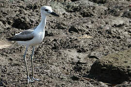 Crab-plover