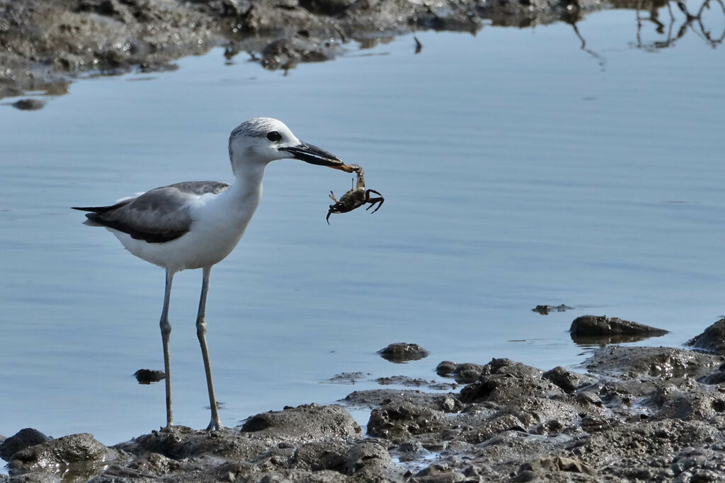 Crab-ploverimmature, feeding habits, eats