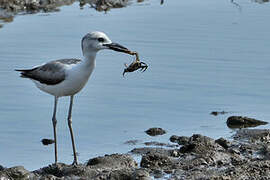 Crab-plover