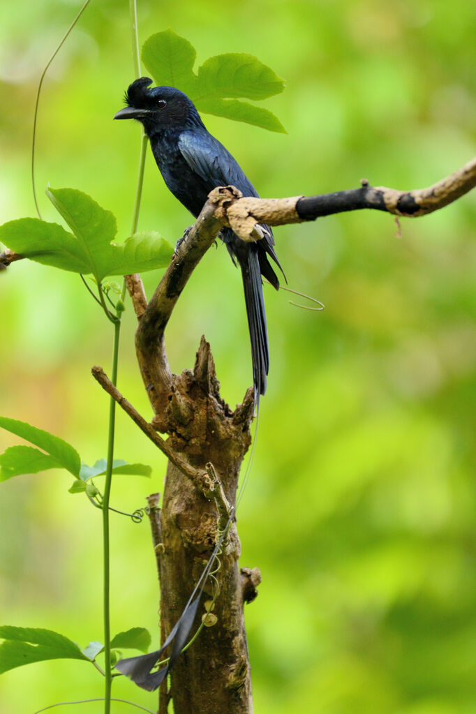 Drongo à raquettesadulte