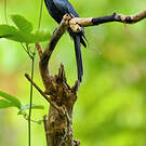 Drongo à raquettes