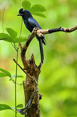 Drongo à raquettes