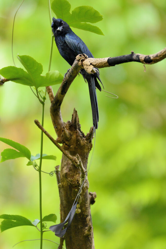 Drongo à raquettesadulte