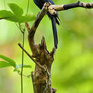 Drongo à raquettes