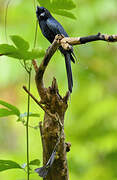 Greater Racket-tailed Drongo