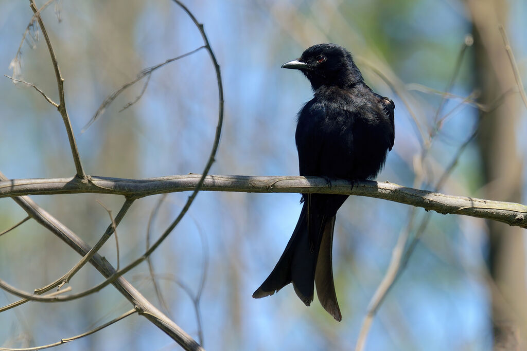 Fork-tailed Drongoadult