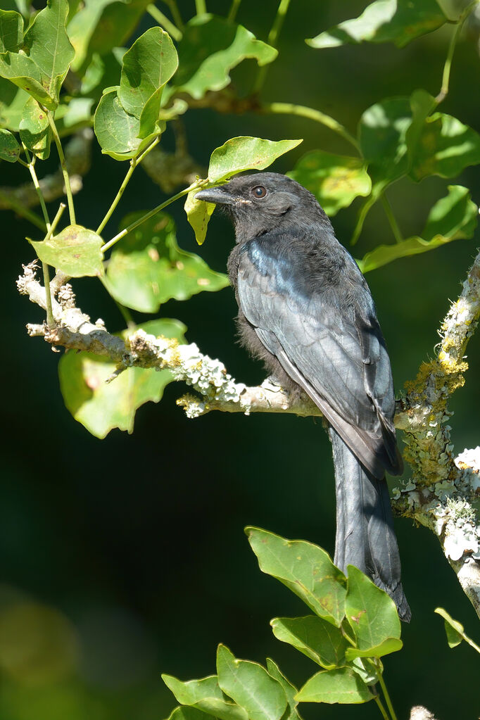 Fork-tailed Drongojuvenile