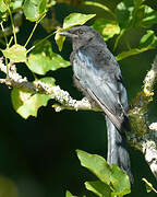 Fork-tailed Drongo