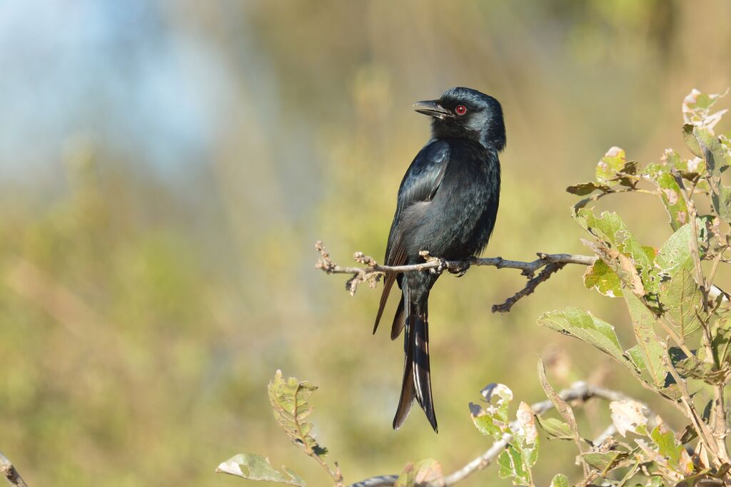 Drongo brillantadulte
