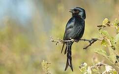 Drongo brillant