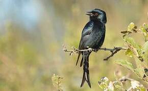 Fork-tailed Drongo