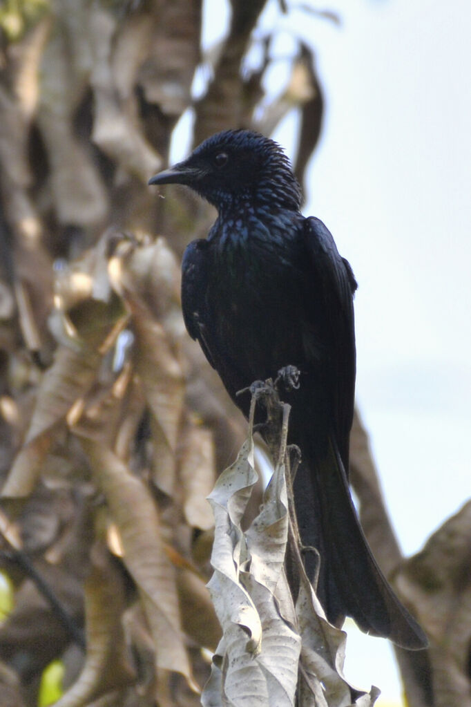 Drongo bronzéadulte