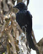 Drongo bronzé