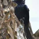 Drongo bronzé