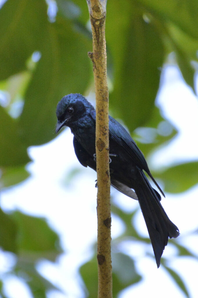 Drongo bronzéadulte