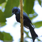 Drongo bronzé
