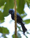 Drongo bronzé