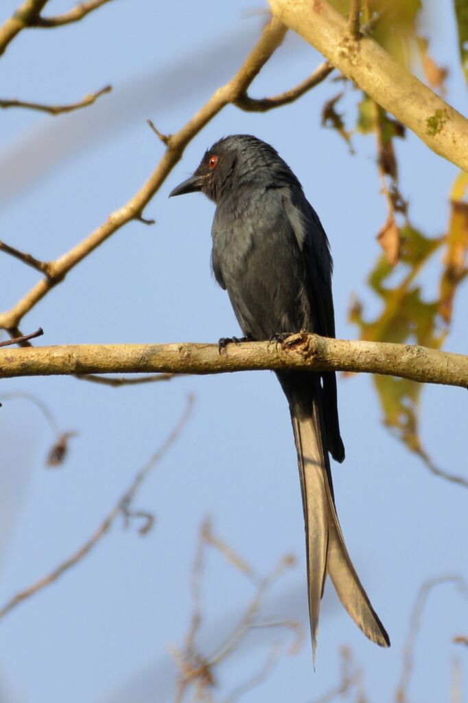 Drongo cendréadulte