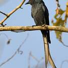 Drongo cendré