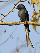 Ashy Drongo