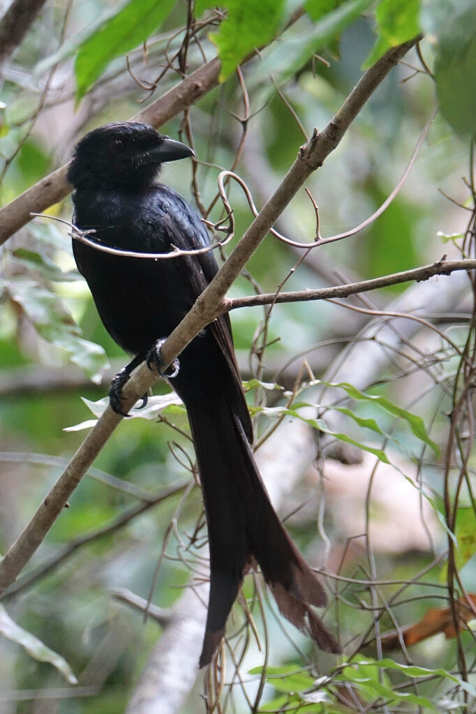 Drongo de Mayotteadulte