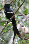 Drongo de Mayotte