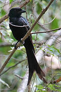 Mayotte Drongo