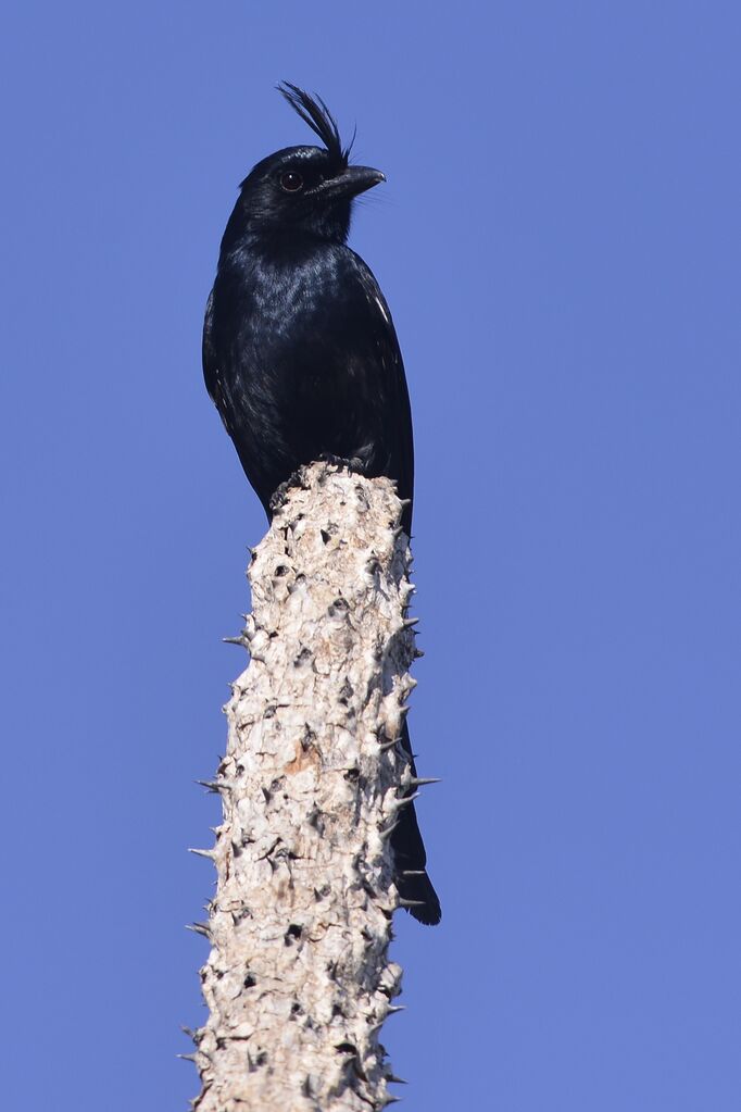 Crested Drongoadult