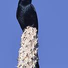 Drongo malgache