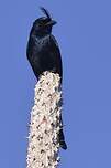 Drongo malgache