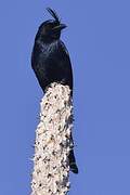 Crested Drongo