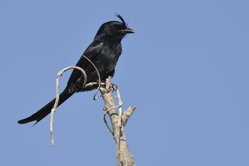 Crested Drongoadult