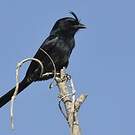 Drongo malgache