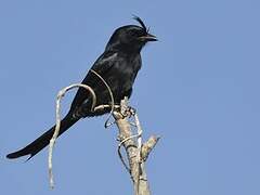 Crested Drongo