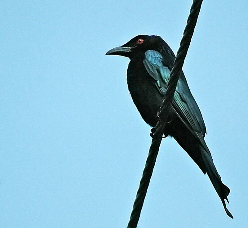 Drongo pailleté