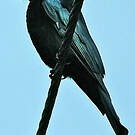 Drongo pailleté