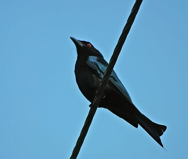 Spangled Drongo