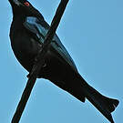 Drongo pailleté