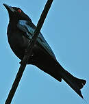 Drongo pailleté