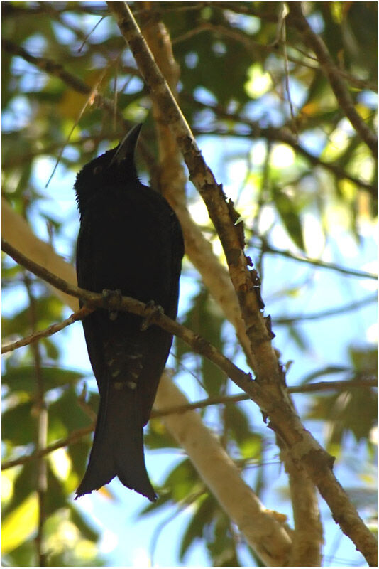 Drongo pailletéadulte
