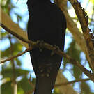 Drongo pailleté
