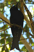 Spangled Drongo